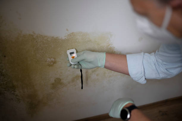 Best Mold Remediation for Specific Building Types in Southlake, TX