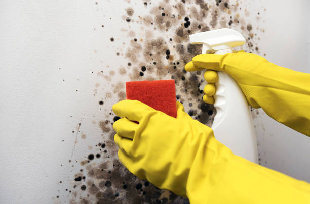Best HVAC Mold Remediation in Southlake, TX