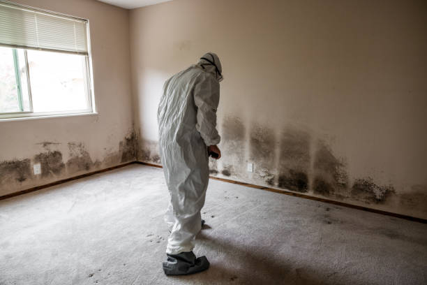 Best Black Mold Remediation in Southlake, TX