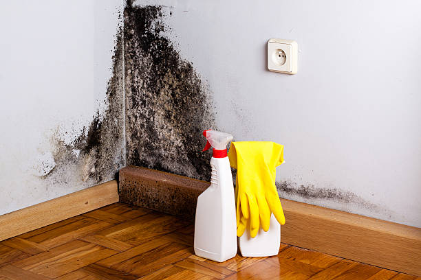 Best HVAC Mold Remediation in Southlake, TX